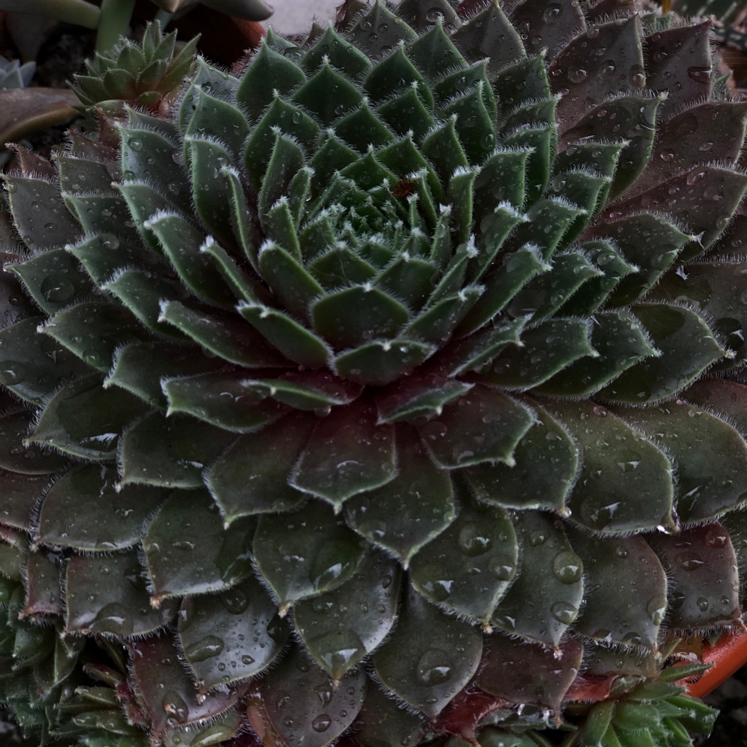 Sempervivum Deep Fire in the GardenTags plant encyclopedia Sempervivum Deep Fire in the GardenTags plant encyclopedia