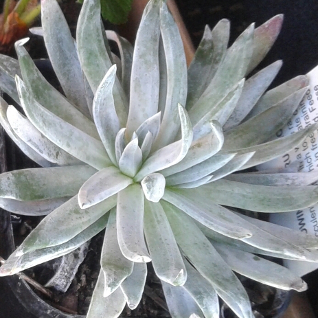 Dudleya candida in the GardenTags plant encyclopedia Dudleya Candida in the GardenTags plant encyclopedia