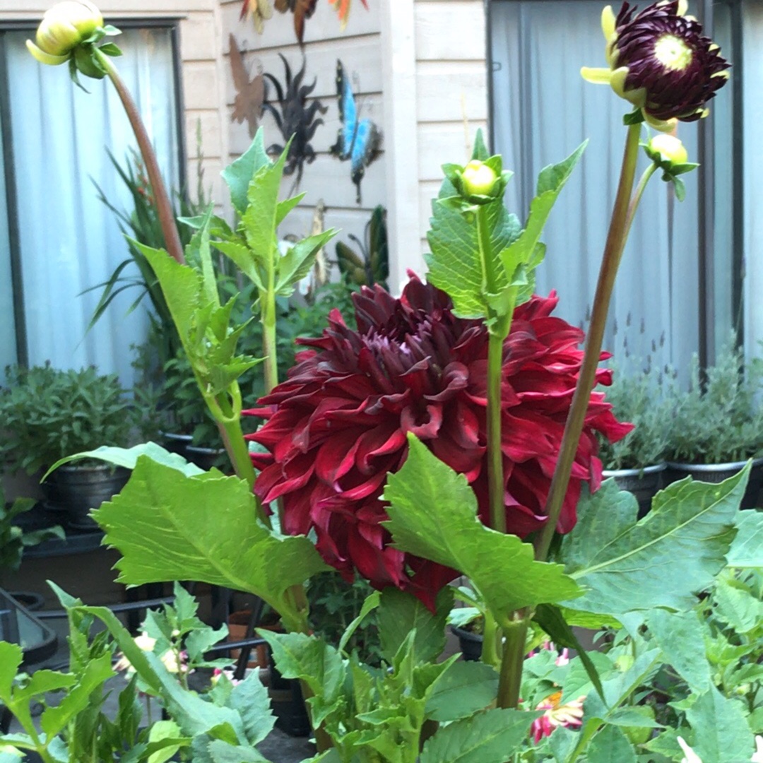 Dahlia Mingus Alex in the GardenTags plant encyclopedia Dahlia Mingus Alex in the GardenTags plant encyclopedia