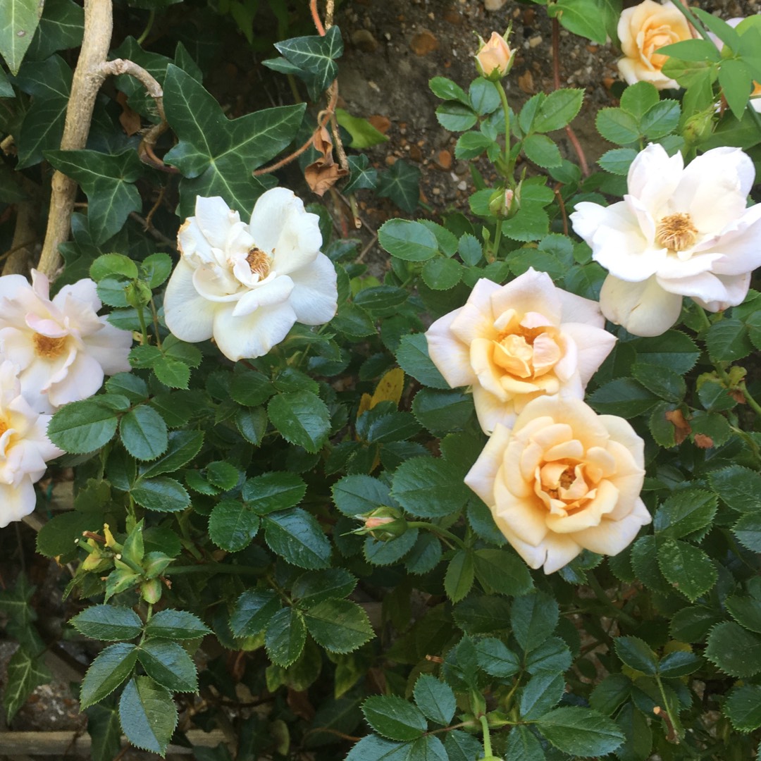 Rosa High Sheriff in the GardenTags plant encyclopedia Hybrid Tea Rose High Sheriff in the GardenTags plant encyclopedia