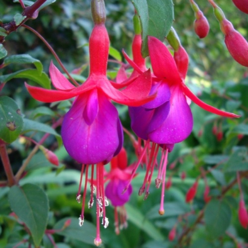 Fuchsia Margaret in the GardenTags plant encyclopedia Fuchsia Margaret in the GardenTags plant encyclopedia