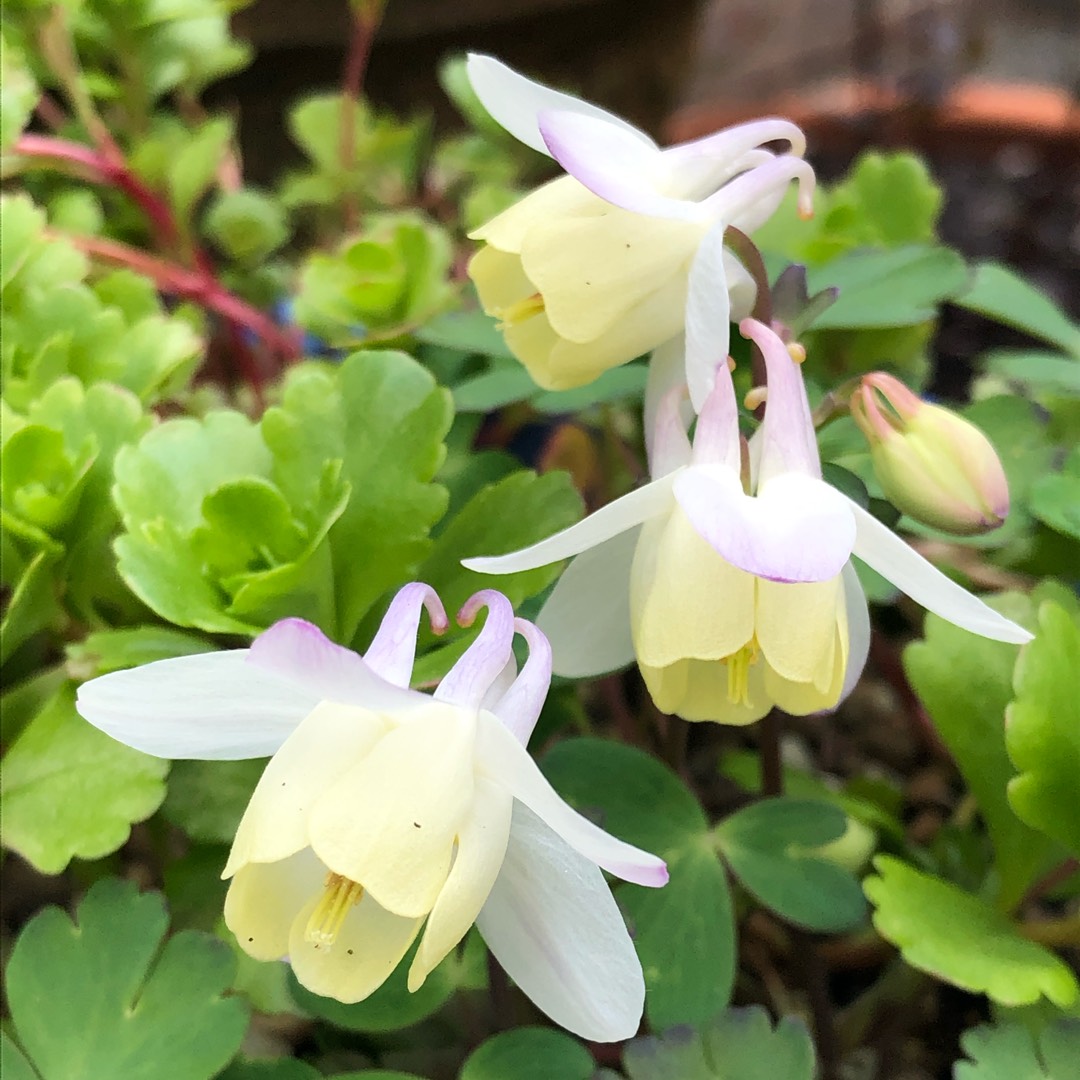 Aquilegia flabellata Cameo in the GardenTags plant encyclopedia Columbine Cameo (Mix) in the GardenTags plant encyclopedia