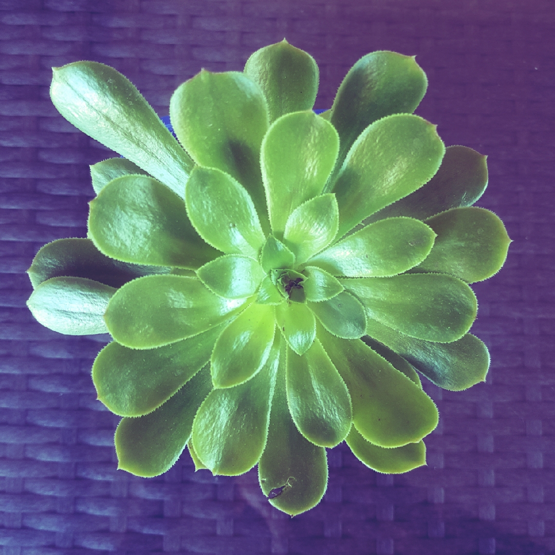 Aeonium Arboreum Green Rose in the GardenTags plant encyclopedia Aeonium Arboreum Green Rose in the GardenTags plant encyclopedia