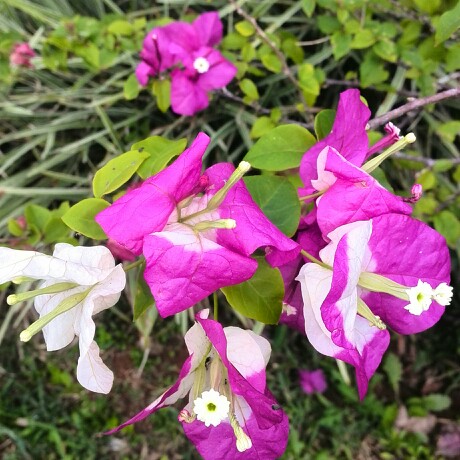 Bougainvillea Surprise in the GardenTags plant encyclopedia Bougainvillea Surprise in the GardenTags plant encyclopedia