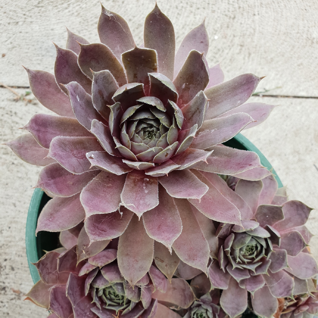 Sempervivum Purple Velvet in the GardenTags plant encyclopedia Sempervivum Purple Velvet in the GardenTags plant encyclopedia