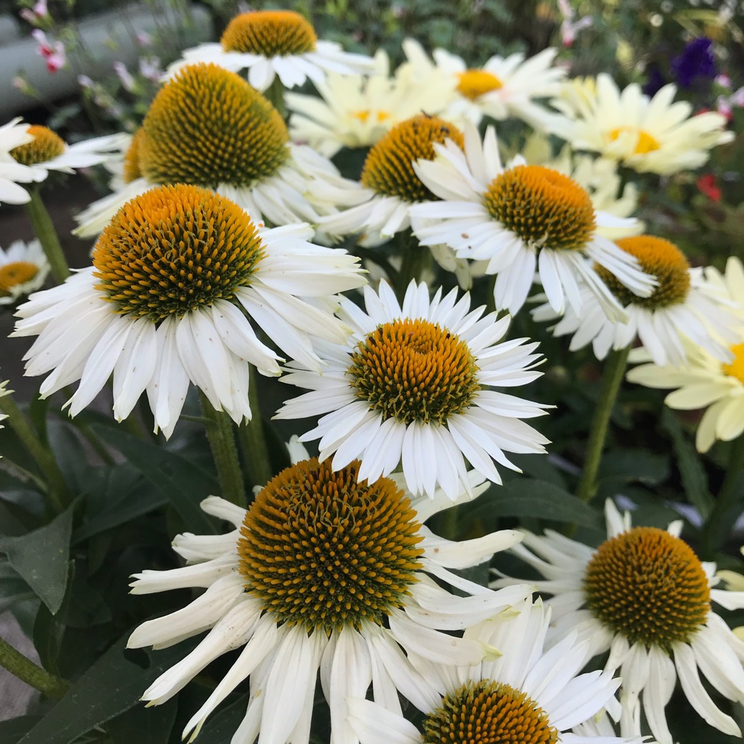 Echinacea White Meditation in the GardenTags plant encyclopedia Coneflower White Meditation in the GardenTags plant encyclopedia
