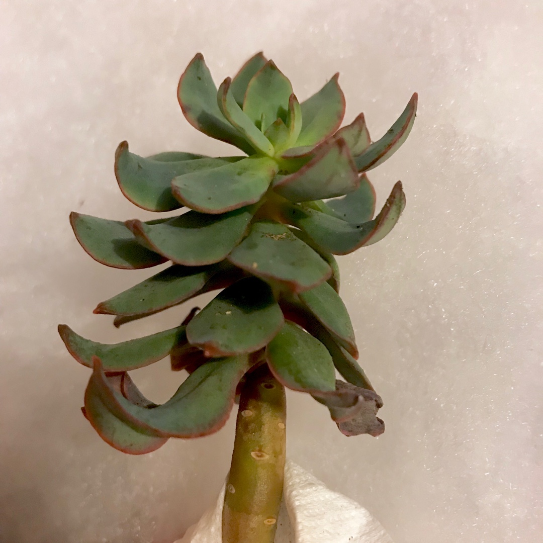 Echeveria Quitensis var. Quitensis in the GardenTags plant encyclopedia Echeveria Quitensis in the GardenTags plant encyclopedia