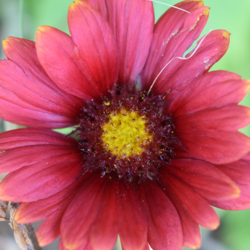 Gaillardia x grandiflora Burgunder syn. Gaillardia Burgunder, Gaillardia x grandiflora Burgundy, Gaillardia Burgundy in the GardenTags plant encyclopedia Blanket Flower Burgunder in the GardenTags plant encyclopedia