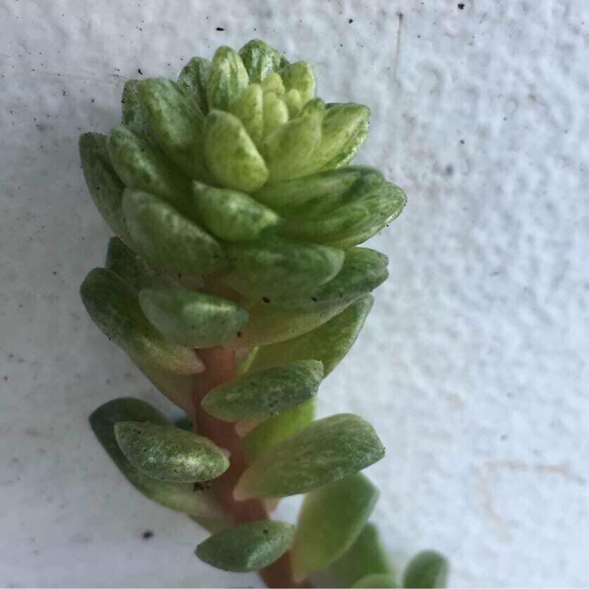 x Cremnosedum Little Gem Variegata in the GardenTags plant encyclopedia Cremnosedum Little Gem Variegated in the GardenTags plant encyclopedia