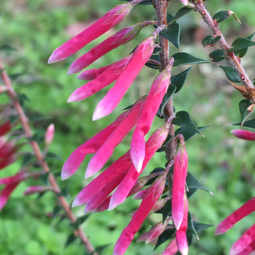 Epacris longiflora x reclinata Pan Pipes in the GardenTags plant encyclopedia Fuchsia Heath in the GardenTags plant encyclopedia