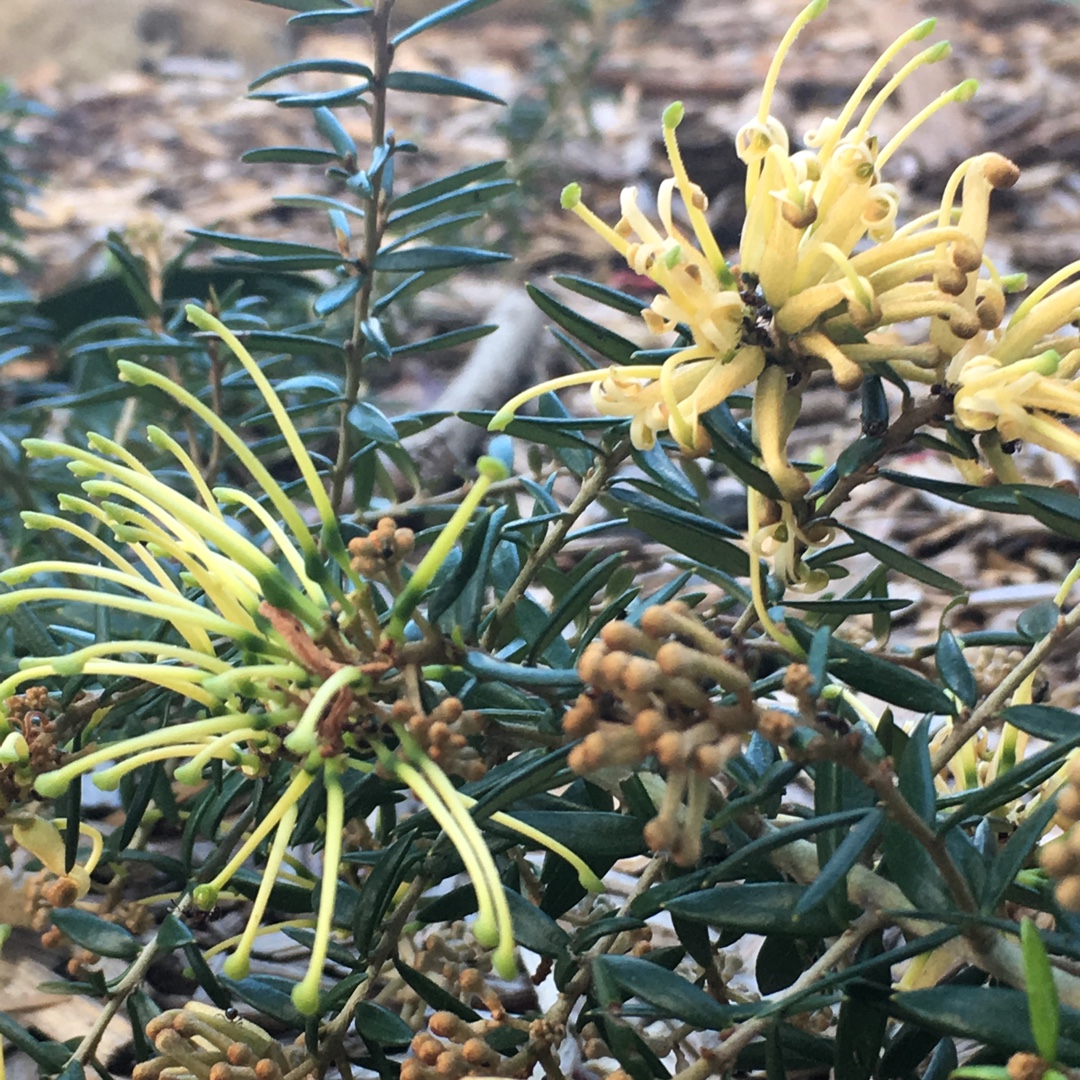 Grevillea juniperina Carpet Queen in the GardenTags plant encyclopedia Grevillea Carpet Queen in the GardenTags plant encyclopedia