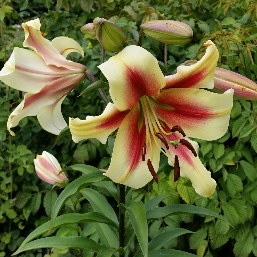 Lilium Beverly Ann in the GardenTags plant encyclopedia Lily Beverly Ann (Asiatic) in the GardenTags plant encyclopedia