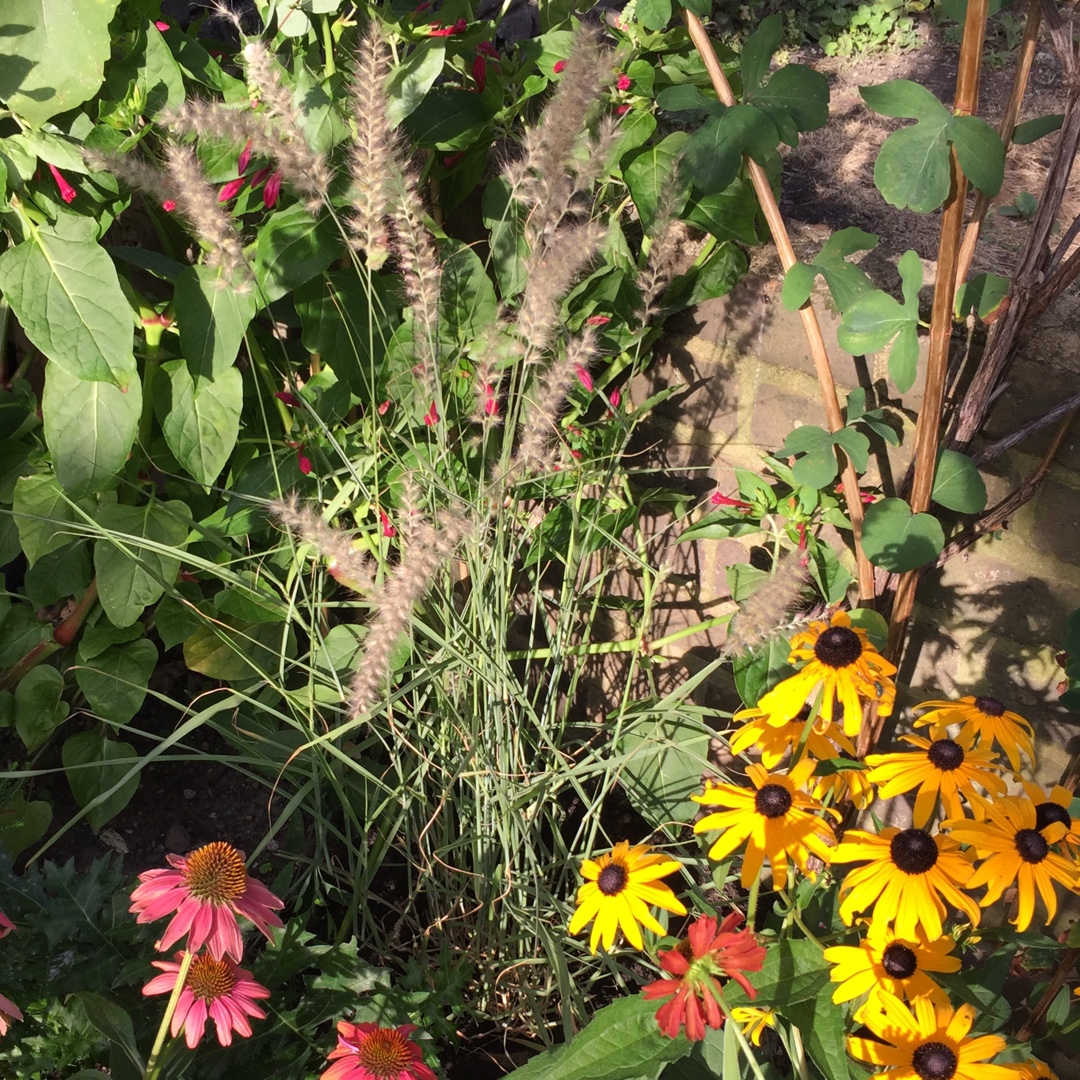 Pennisetum orientale Shogun in the GardenTags plant encyclopedia Oriental Fountain Grass Shogun in the GardenTags plant encyclopedia