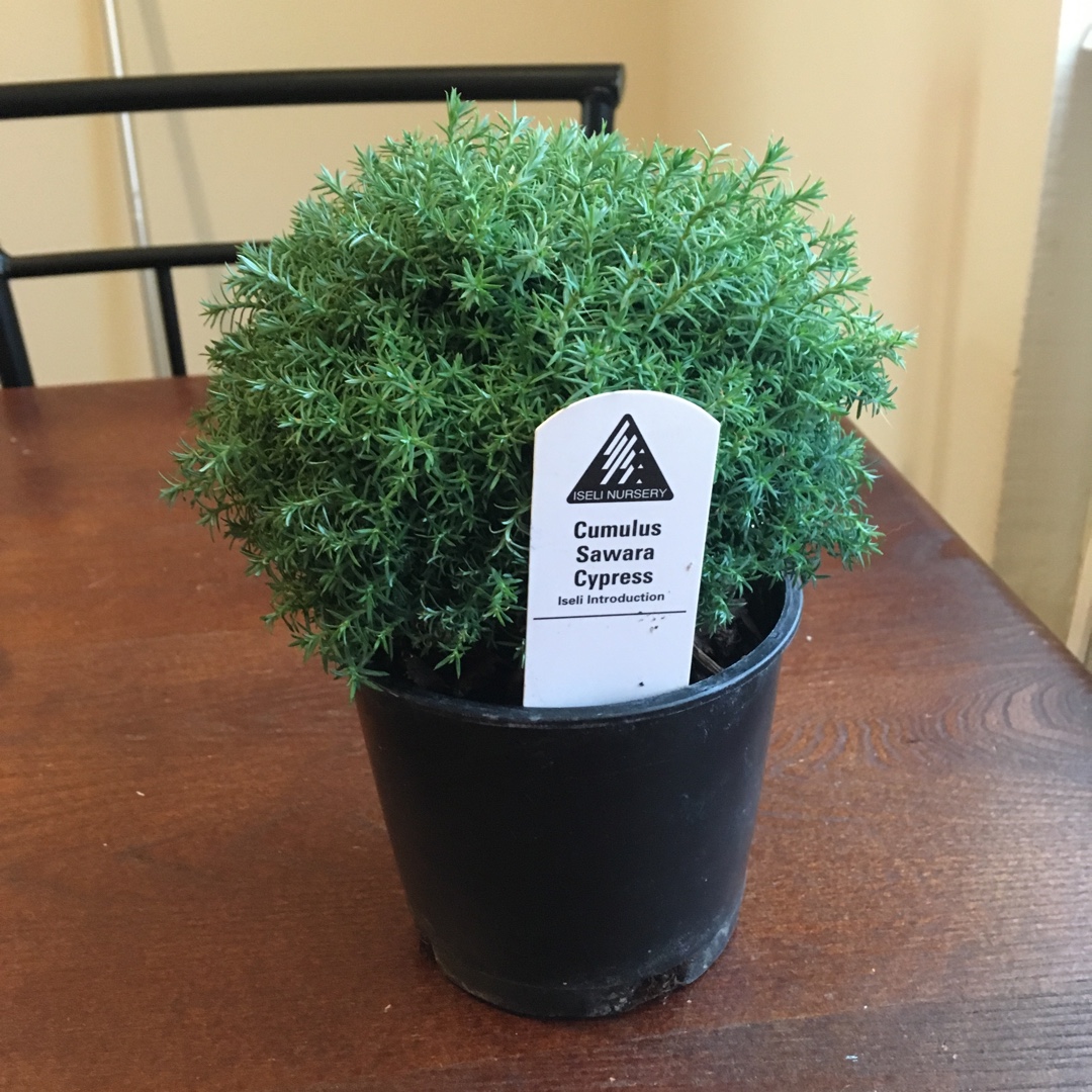 Chamaecyparis pisifera Cumulus in the GardenTags plant encyclopedia Sawara Cypress Cumulus in the GardenTags plant encyclopedia