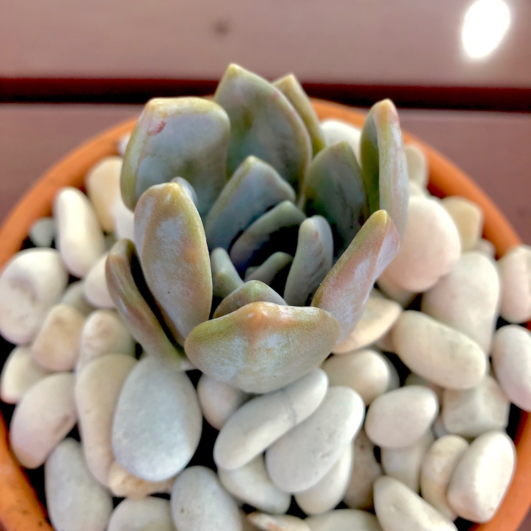 x Pachyveria Light And Lovely in the GardenTags plant encyclopedia Pachyveria Light And Lovely in the GardenTags plant encyclopedia