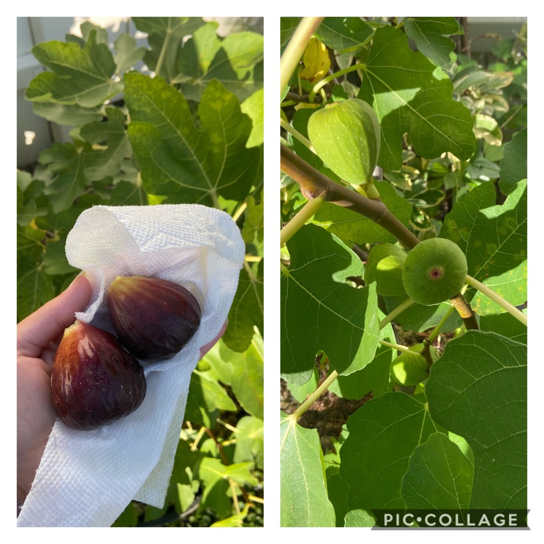 Ficus carica Black Mission syn. Ficus carica Mission in the GardenTags plant encyclopedia Fig Black Mission in the GardenTags plant encyclopedia