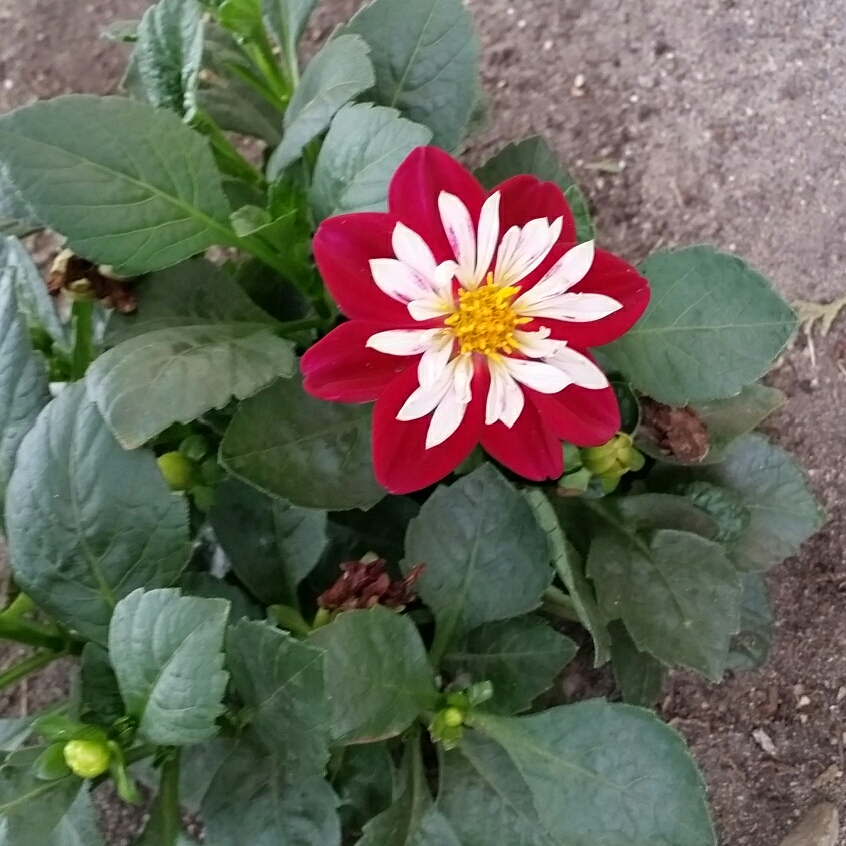 Dahlia Starsister Purple Stripes in the GardenTags plant encyclopedia Dahlia Starsister Purple Stripes (Starsister series) in the GardenTags plant encyclopedia