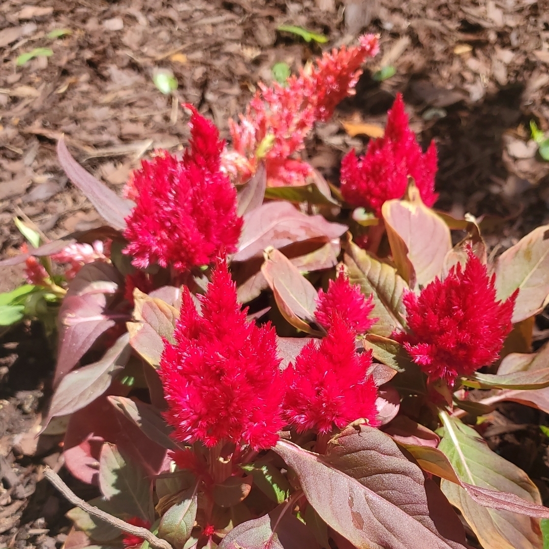 Celosia argentea var. cristata (Plumosa Group) New Look in the GardenTags plant encyclopedia Cockscomb New Look in the GardenTags plant encyclopedia
