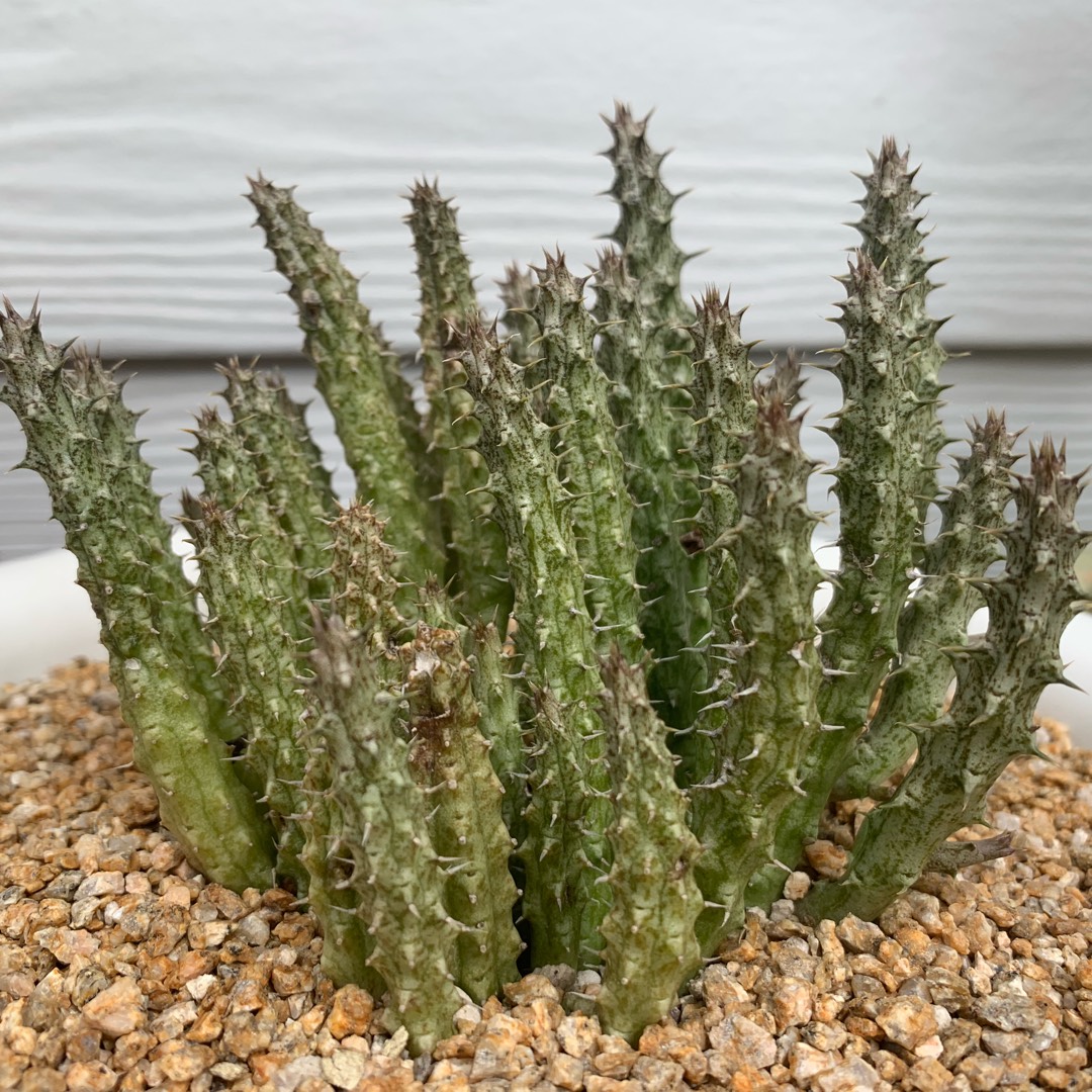Stapelia decaryi in the GardenTags plant encyclopedia Stapelia Decaryi in the GardenTags plant encyclopedia
