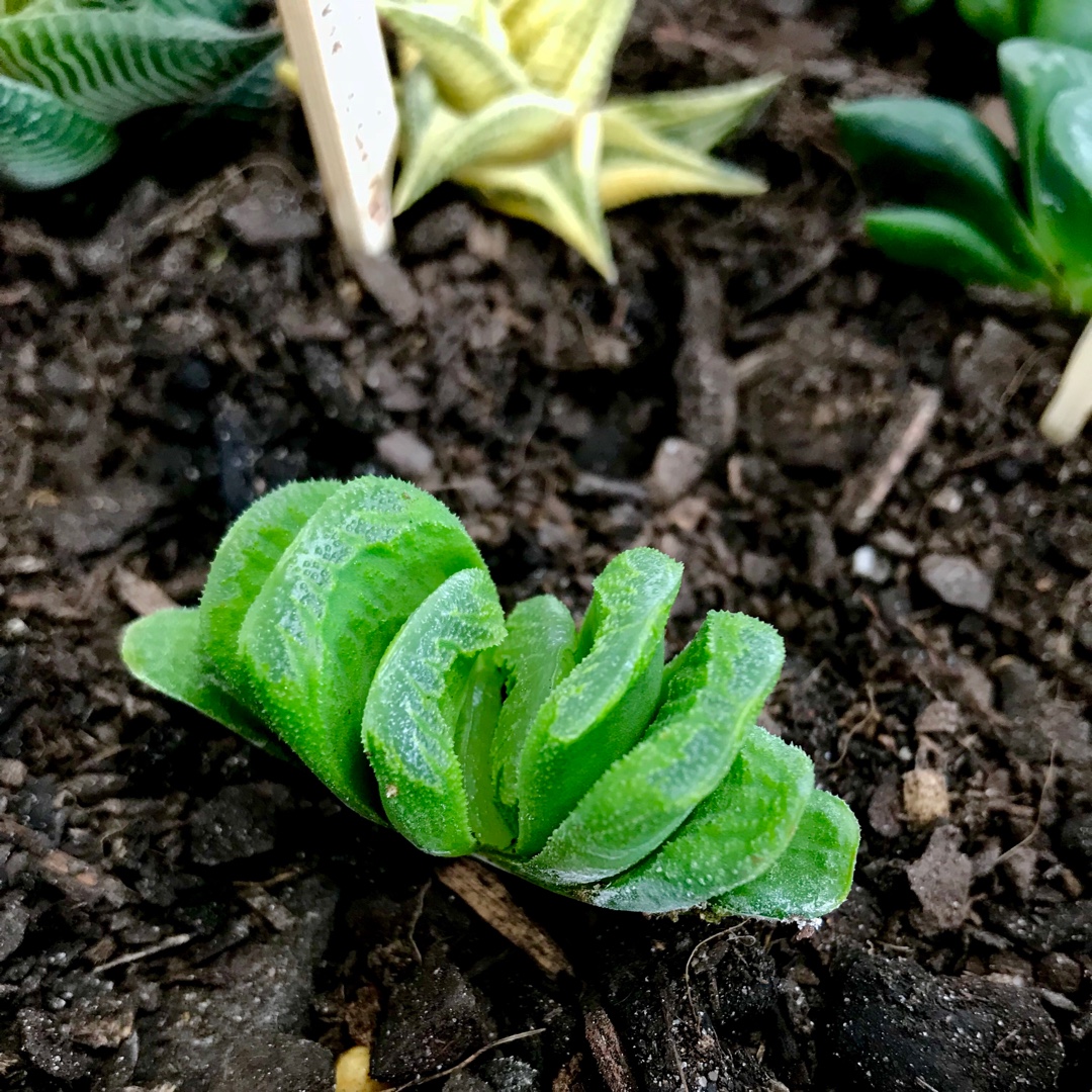 Haworthia Lime Green in the GardenTags plant encyclopedia Haworthia Lime Green in the GardenTags plant encyclopedia
