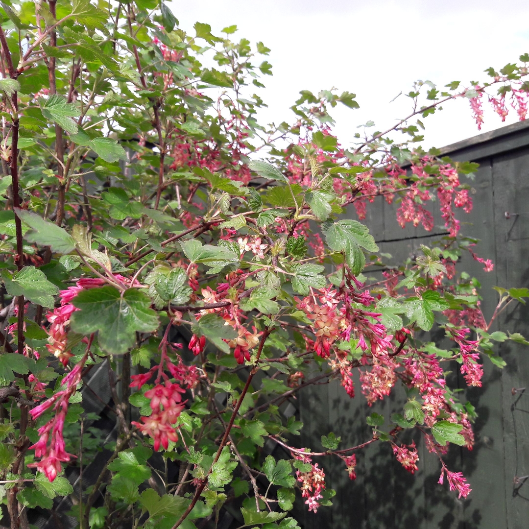 Ribes x gordonianum syn. Ribes x beatonii in the GardenTags plant encyclopedia Gordons Currant in the GardenTags plant encyclopedia