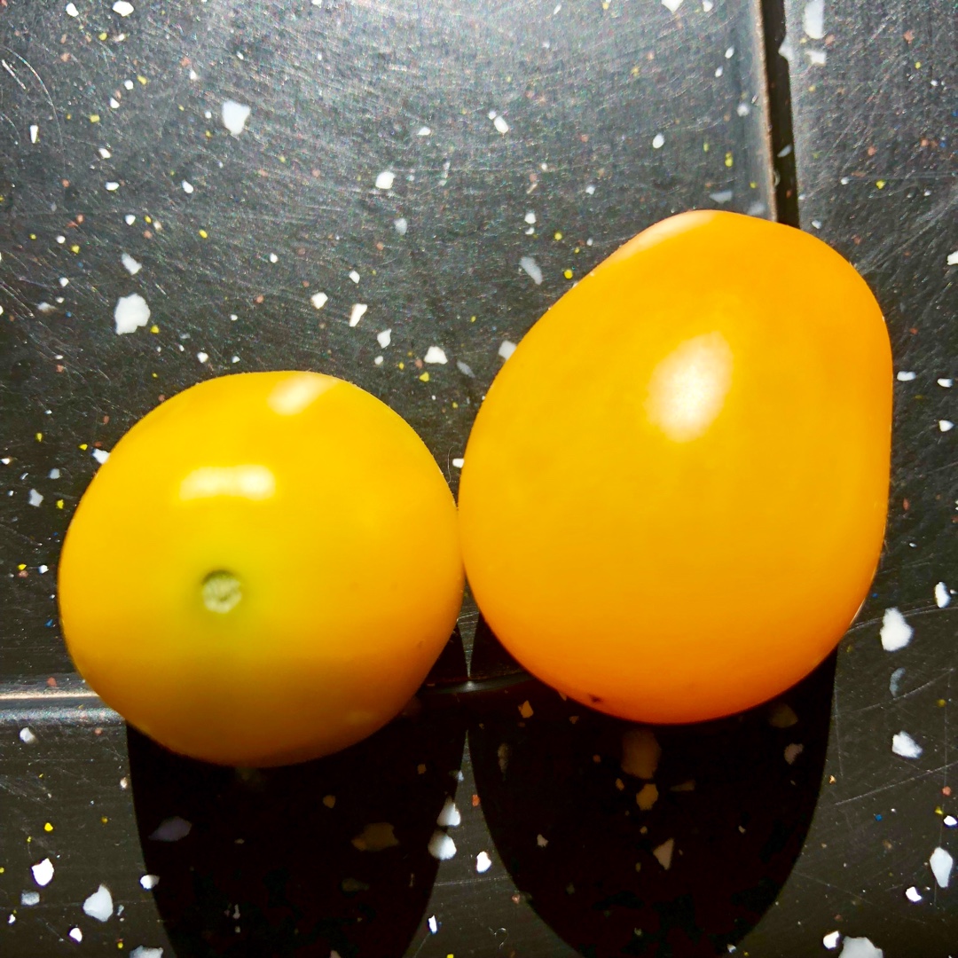 Solanum Lycopersicum var. cerasiforme Yellow Gardeners Delight in the GardenTags plant encyclopedia Tomato Yellow Delight in the GardenTags plant encyclopedia