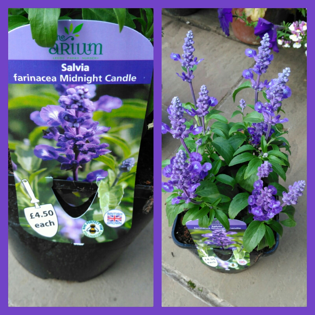 Salvia farinacea Midnight Candle in the GardenTags plant encyclopedia Salvia Midnight Candle in the GardenTags plant encyclopedia