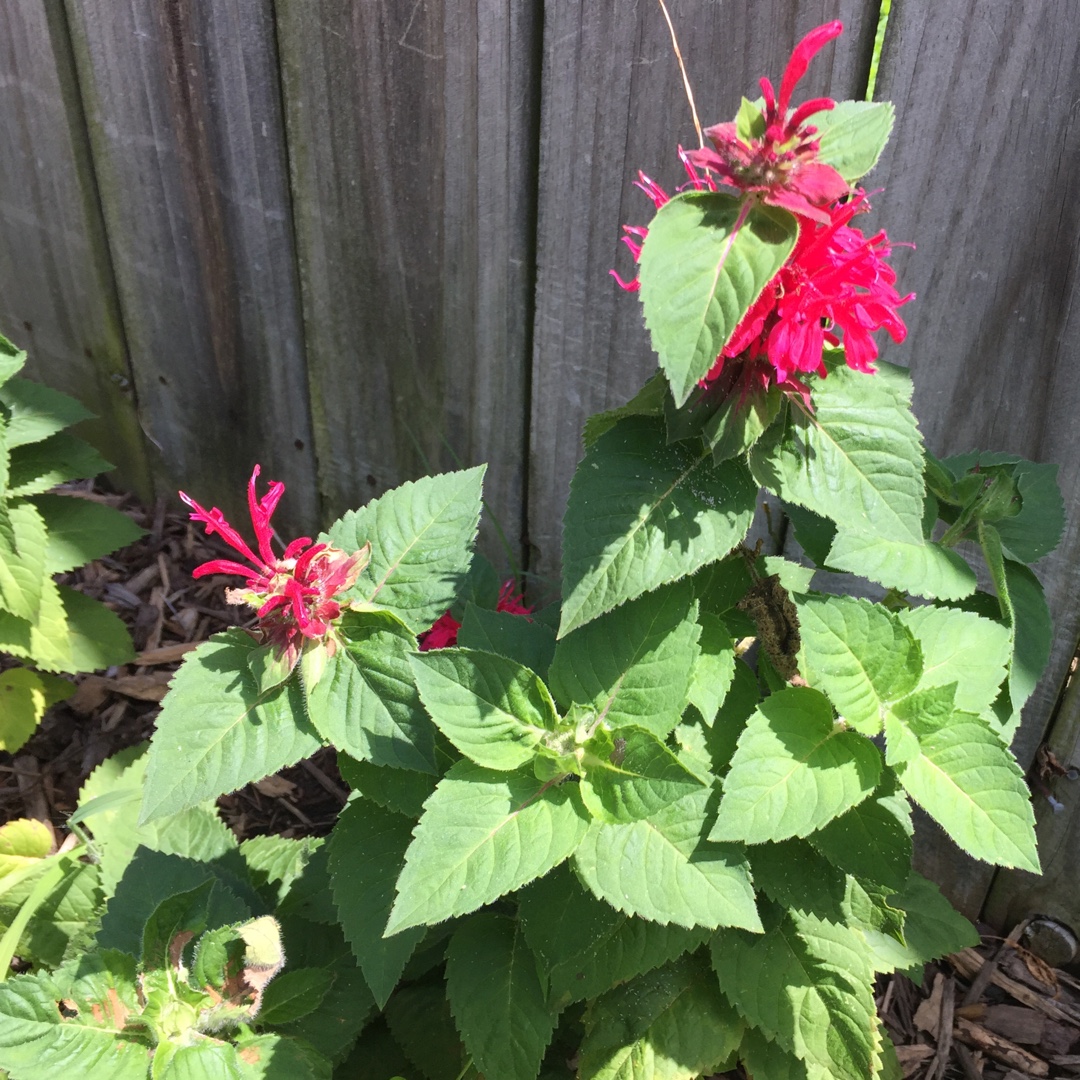 Monarda Bee Happy in the GardenTags plant encyclopedia Bergamot Bee Happy in the GardenTags plant encyclopedia