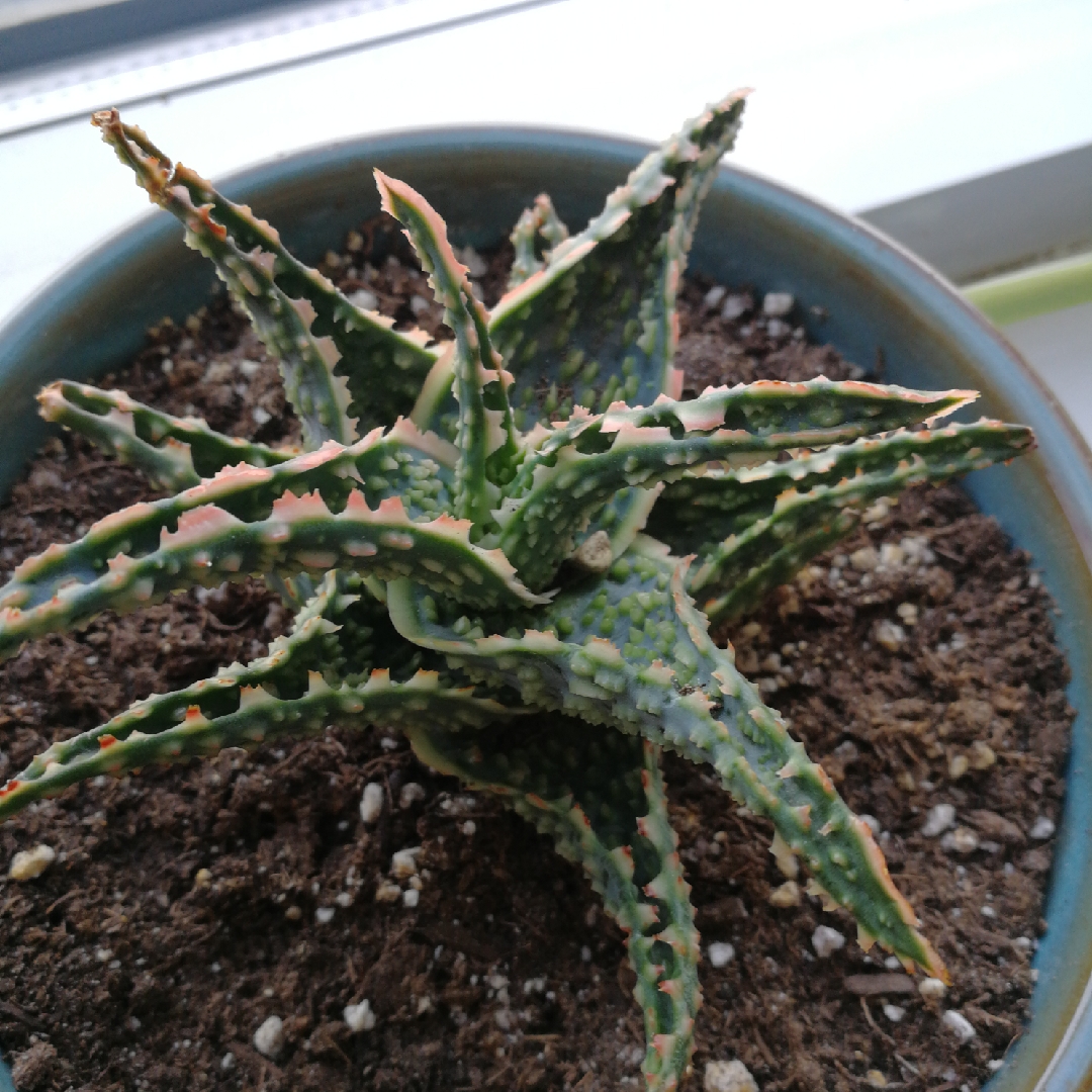 Aloe Orange Marmalade in the GardenTags plant encyclopedia Aloe Orange Marmalade in the GardenTags plant encyclopedia