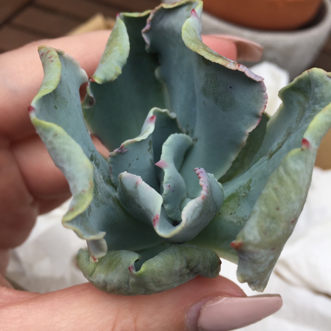 Echeveria Misty Cloud in the GardenTags plant encyclopedia Echeveria Misty Cloud in the GardenTags plant encyclopedia