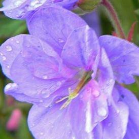 Geranium pratense Plenum Caeruleum in the GardenTags plant encyclopedia Meadow Cranesbill Plenum Caeruleum in the GardenTags plant encyclopedia