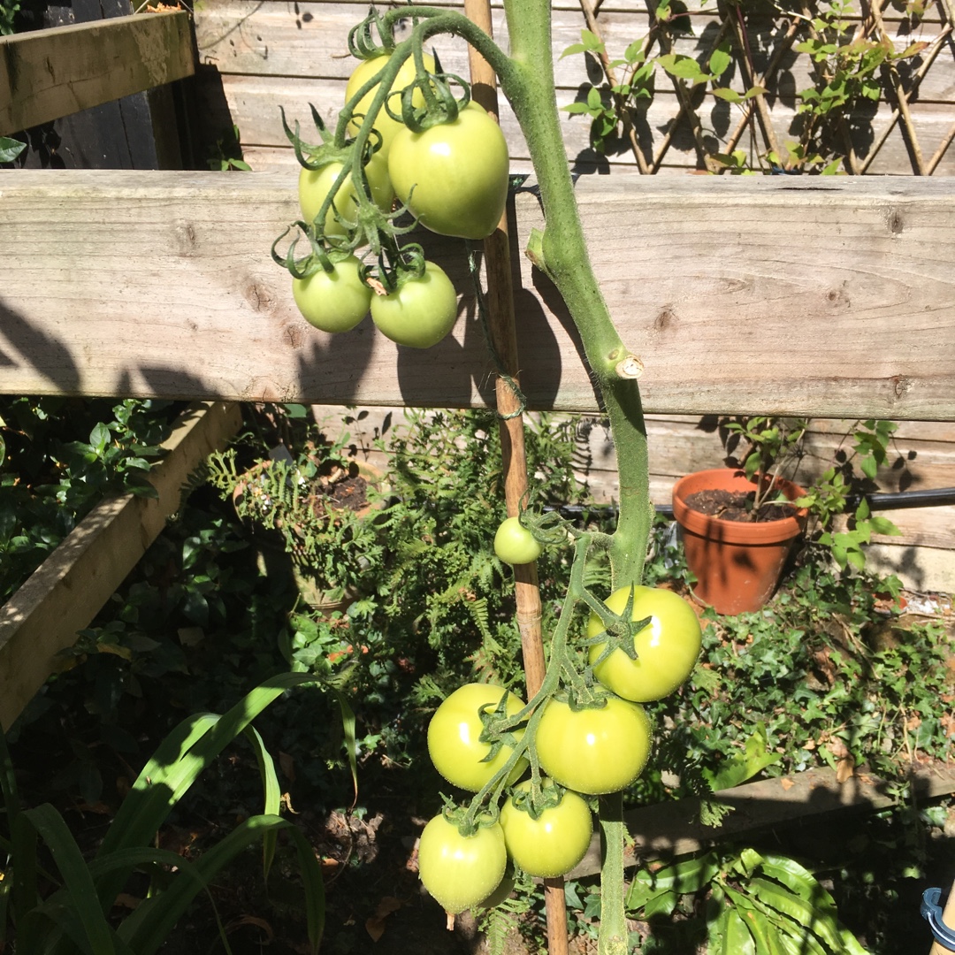 Solanum Lycopersicum Russian Rose in the GardenTags plant encyclopedia Tomato Russian Rose (Beefsteak Tomato) in the GardenTags plant encyclopedia
