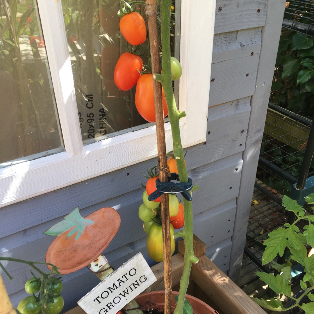 Solanum lycopersicum Olivade F1. in the GardenTags plant encyclopedia Tomato Olivade F1 (Plum Tomato) in the GardenTags plant encyclopedia