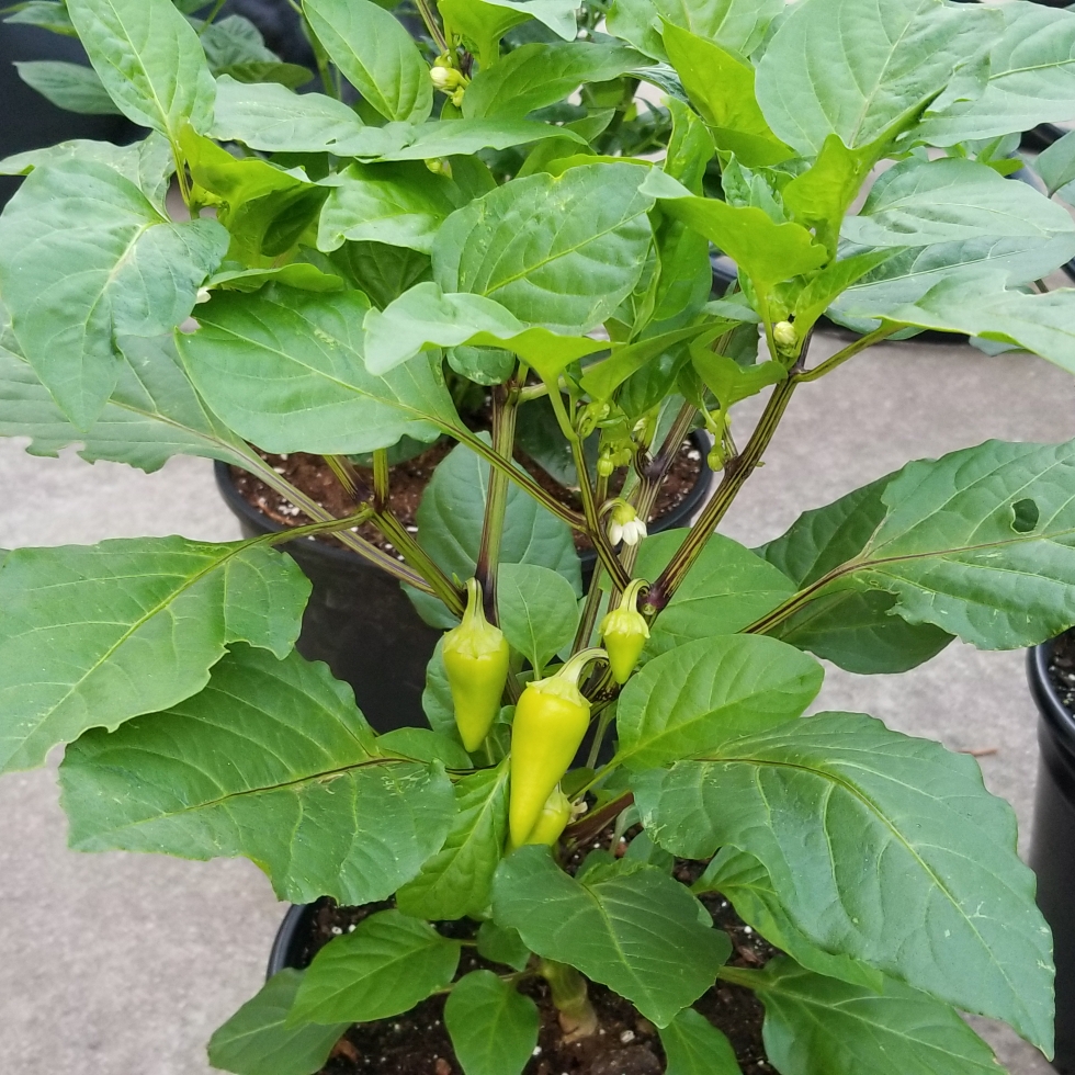 Capsicum annuum Violet Sparkle in the GardenTags plant encyclopedia Chilli Pepper Violet Sparkle in the GardenTags plant encyclopedia