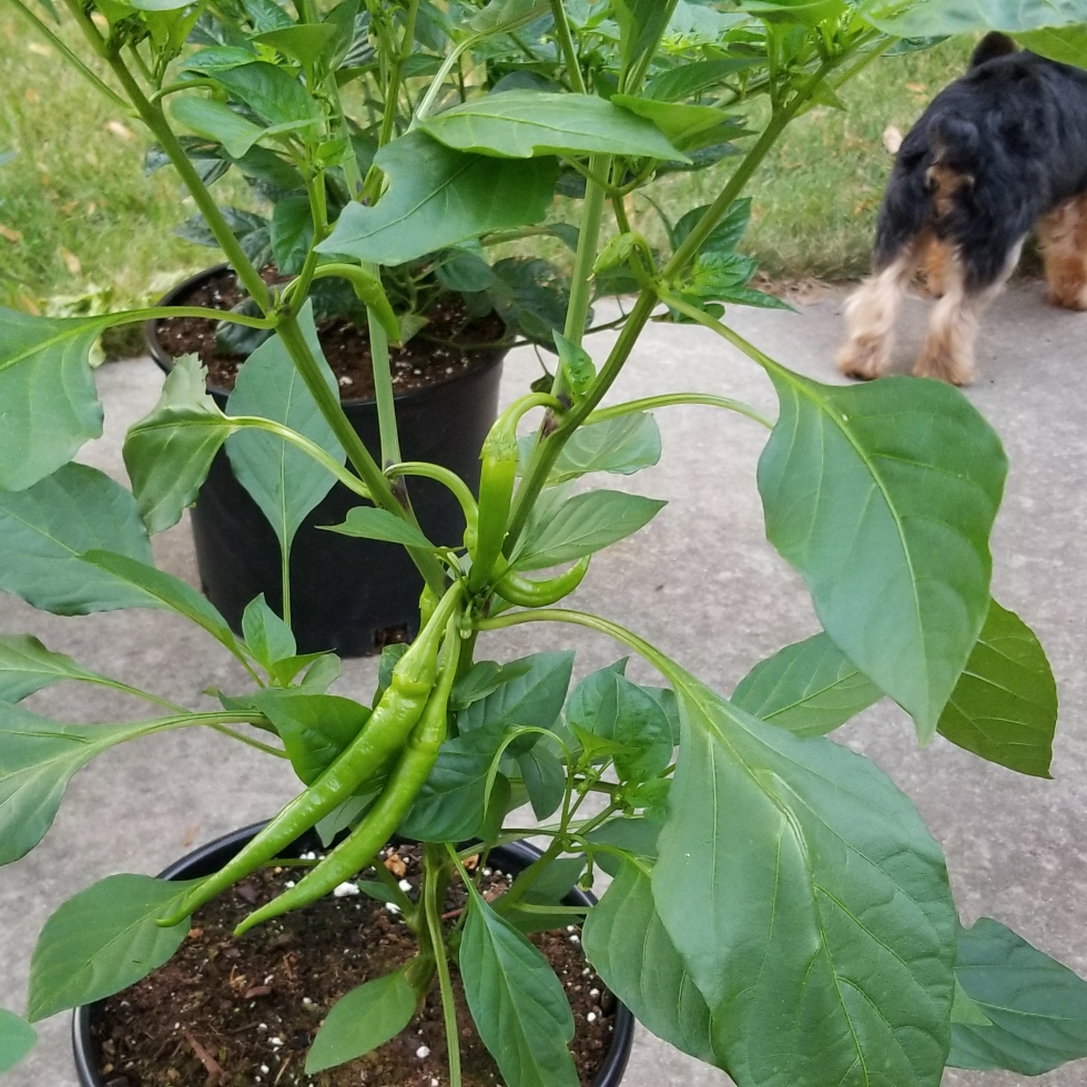 Capsicum Annuum Jimmy Nardello in the GardenTags plant encyclopedia Chilli Jimmy Nardello in the GardenTags plant encyclopedia