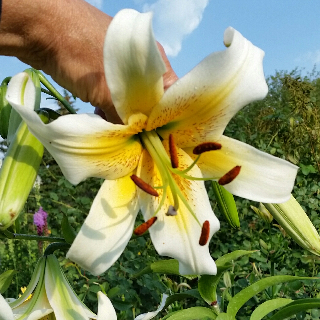 Lilium American Debutante in the GardenTags plant encyclopedia Lily American Debutante (Other) in the GardenTags plant encyclopedia