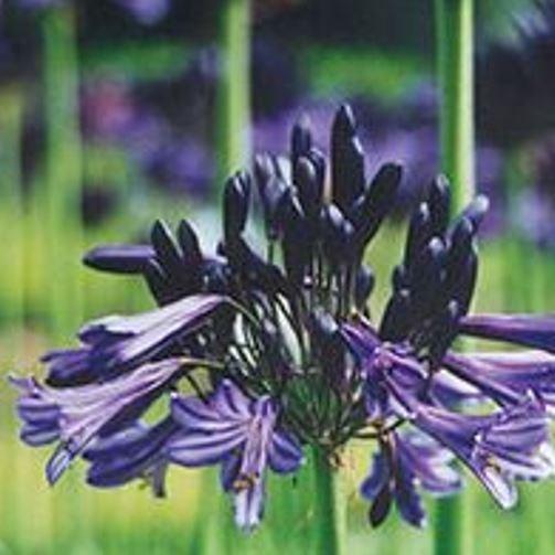 Agapanthus Black Pantha in the GardenTags plant encyclopedia African Lily Black Pantha in the GardenTags plant encyclopedia