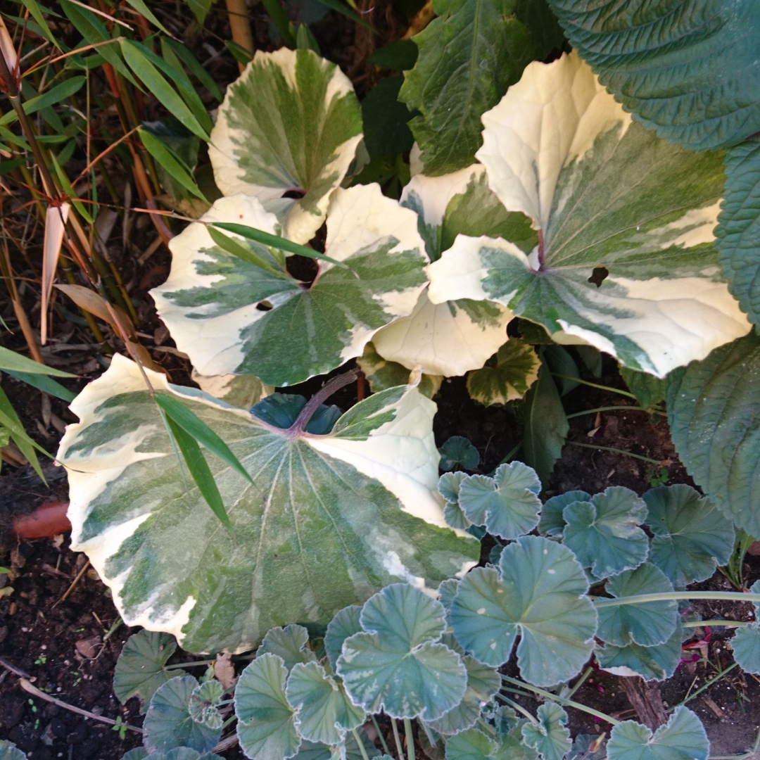 Farfugium japonicum Argenteum syn. Ligularia japonicum Argenteum in the GardenTags plant encyclopedia Variegated Giant Leopard Plant in the GardenTags plant encyclopedia