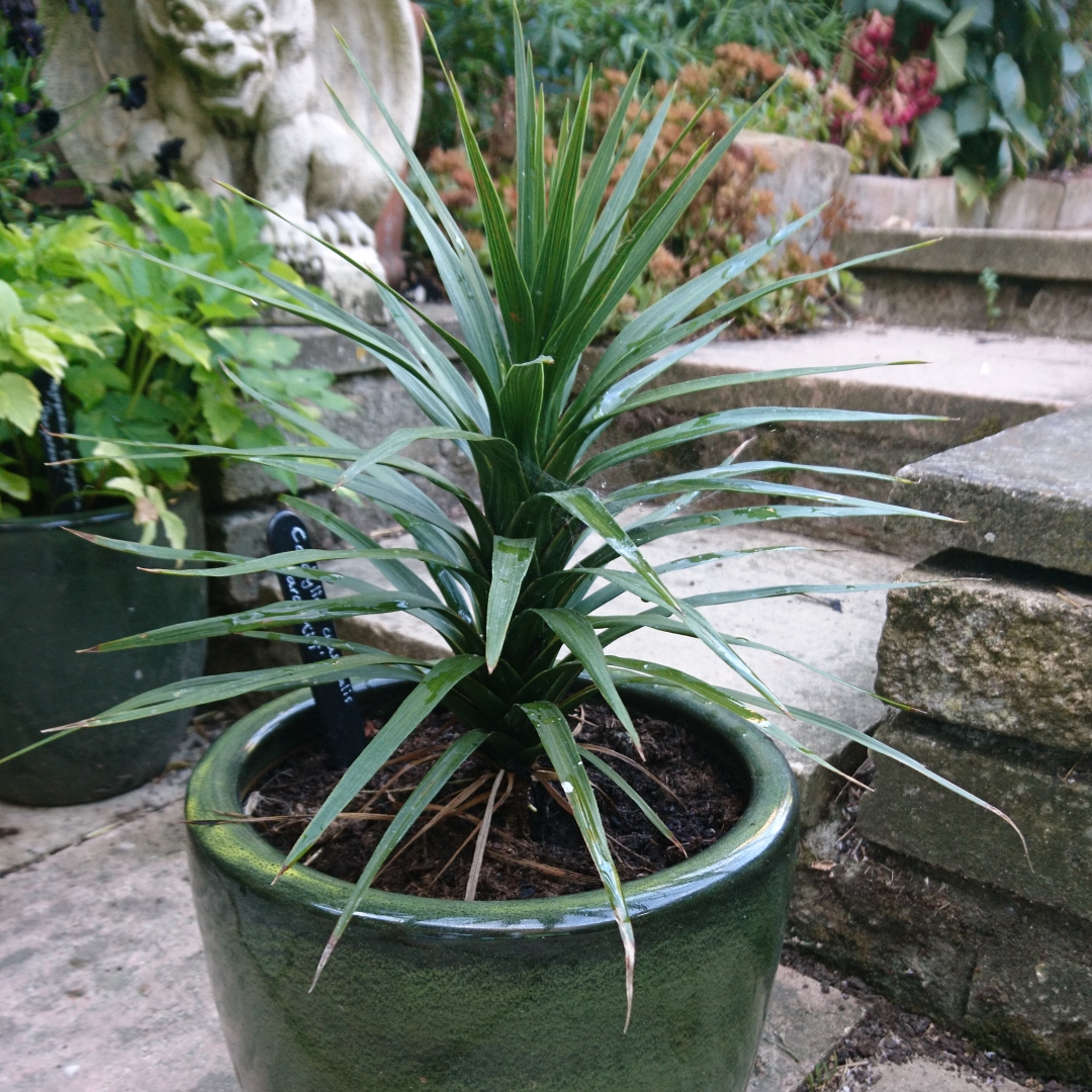 Cordyline australis Karo Kiri in the GardenTags plant encyclopedia Cordyline Karo Kiri in the GardenTags plant encyclopedia