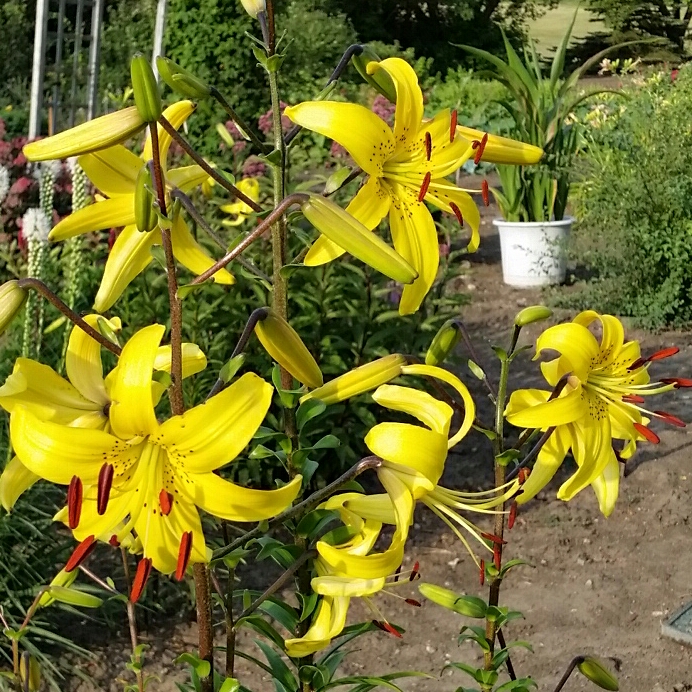 Lilium Connecticut Beauty syn. Lilium Medaillon, Lilium Medallion in the GardenTags plant encyclopedia Lily Medaillon (Asiatic) in the GardenTags plant encyclopedia