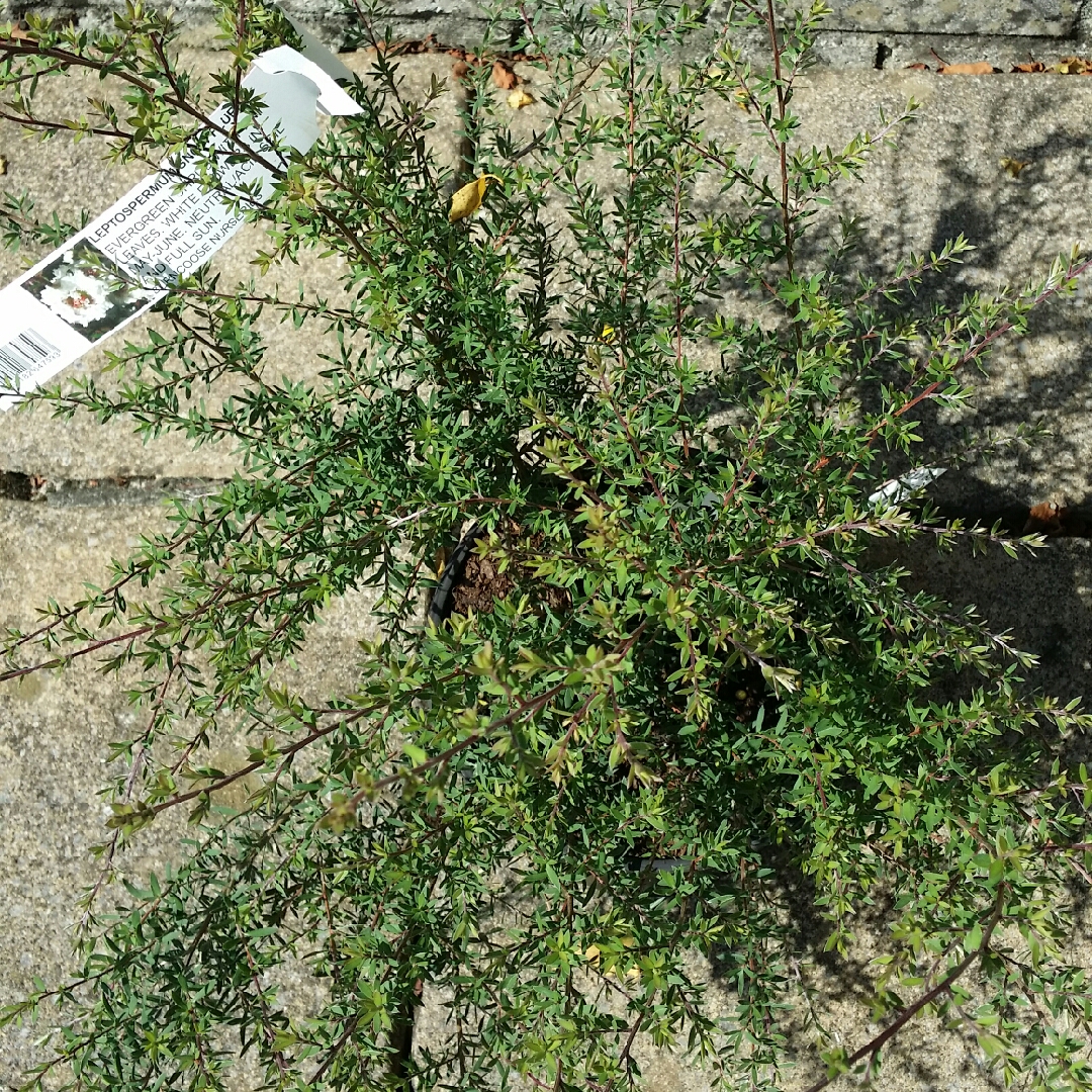 Leptospermum scoparium Snow Flurry in the GardenTags plant encyclopedia New Zealand Tea Tree Snow Flurry in the GardenTags plant encyclopedia
