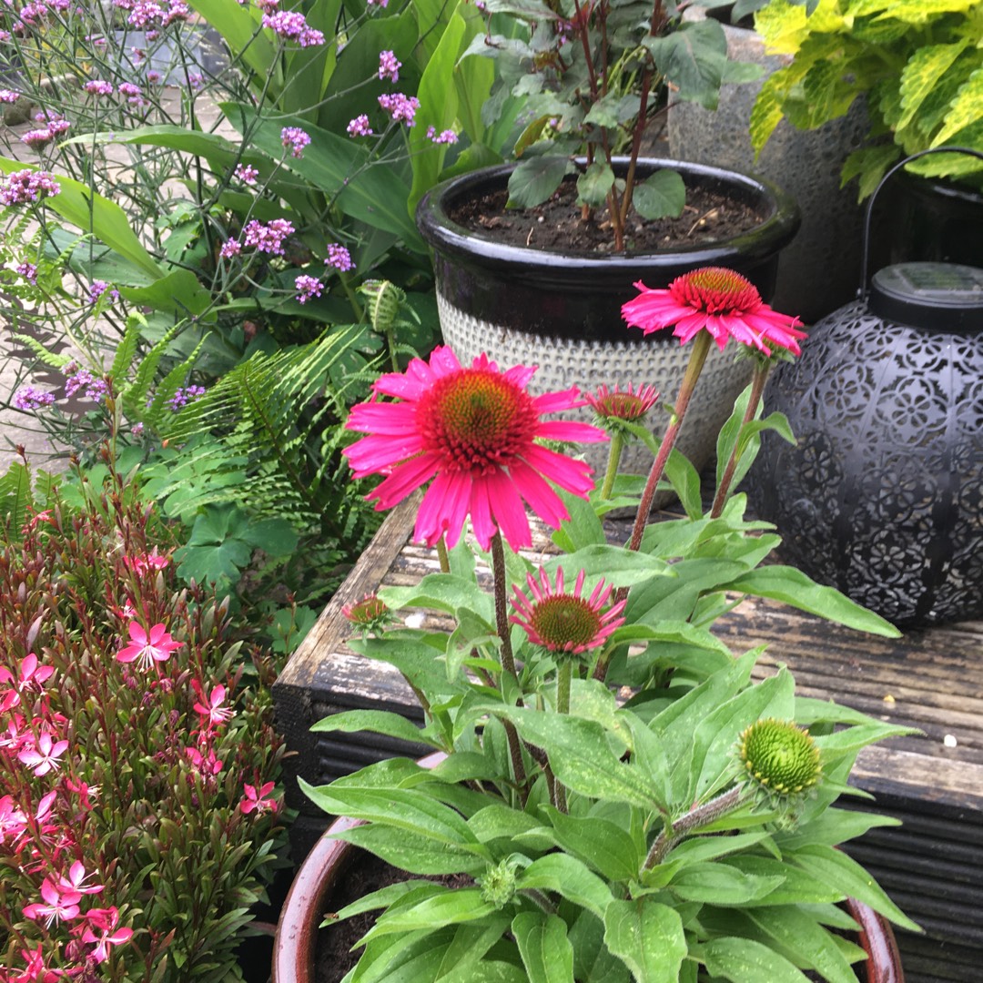 Echinacea Tnechkr (Kismet Series) syn. Echinacea Kismet Raspberry in the GardenTags plant encyclopedia Coneflower Kismet Raspberry in the GardenTags plant encyclopedia