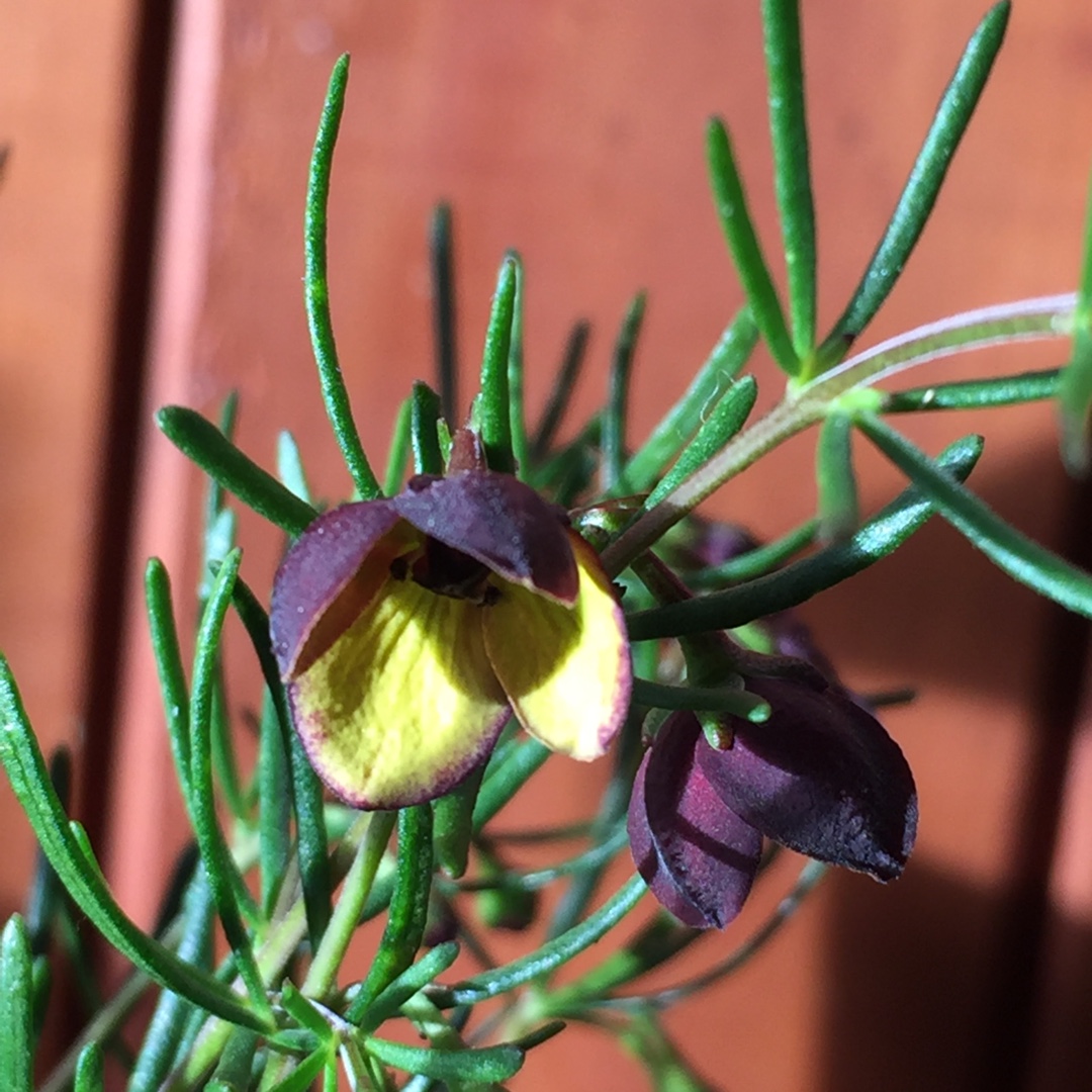 Boronia megastigma in the GardenTags plant encyclopedia Brown Boronia in the GardenTags plant encyclopedia