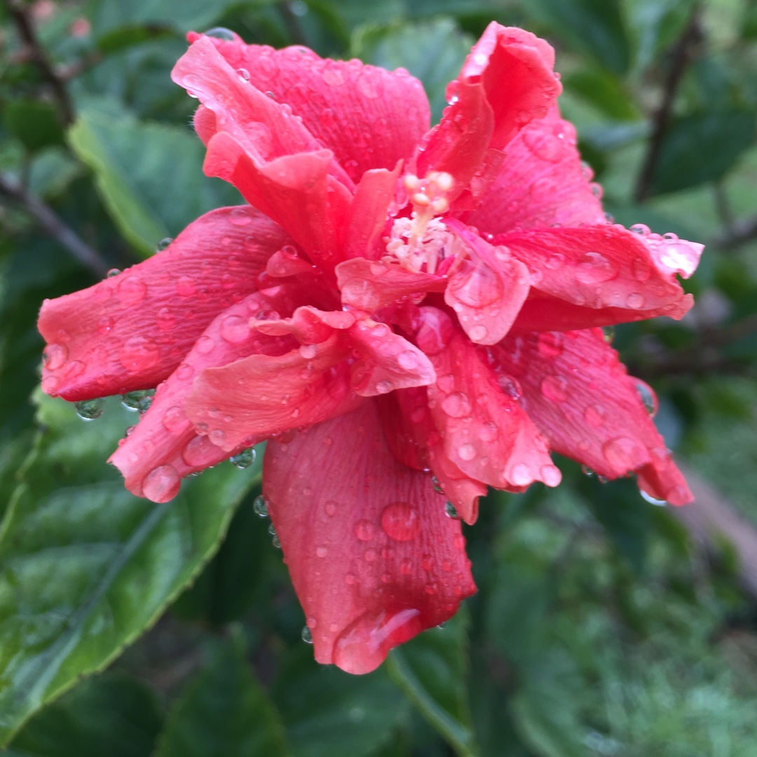 Hibiscus rosa-sinensis D.J OBrien in the GardenTags plant encyclopedia Hibiscus D.J. O Brien in the GardenTags plant encyclopedia