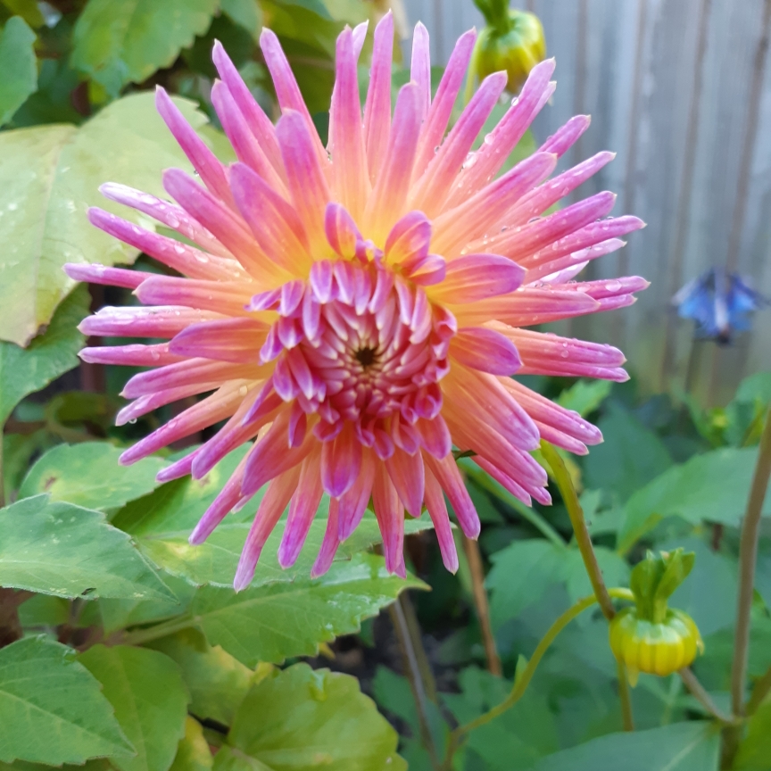 Dahlia Josudi Telstar in the GardenTags plant encyclopedia Dahlia Josudi Telstar (Cactus) in the GardenTags plant encyclopedia