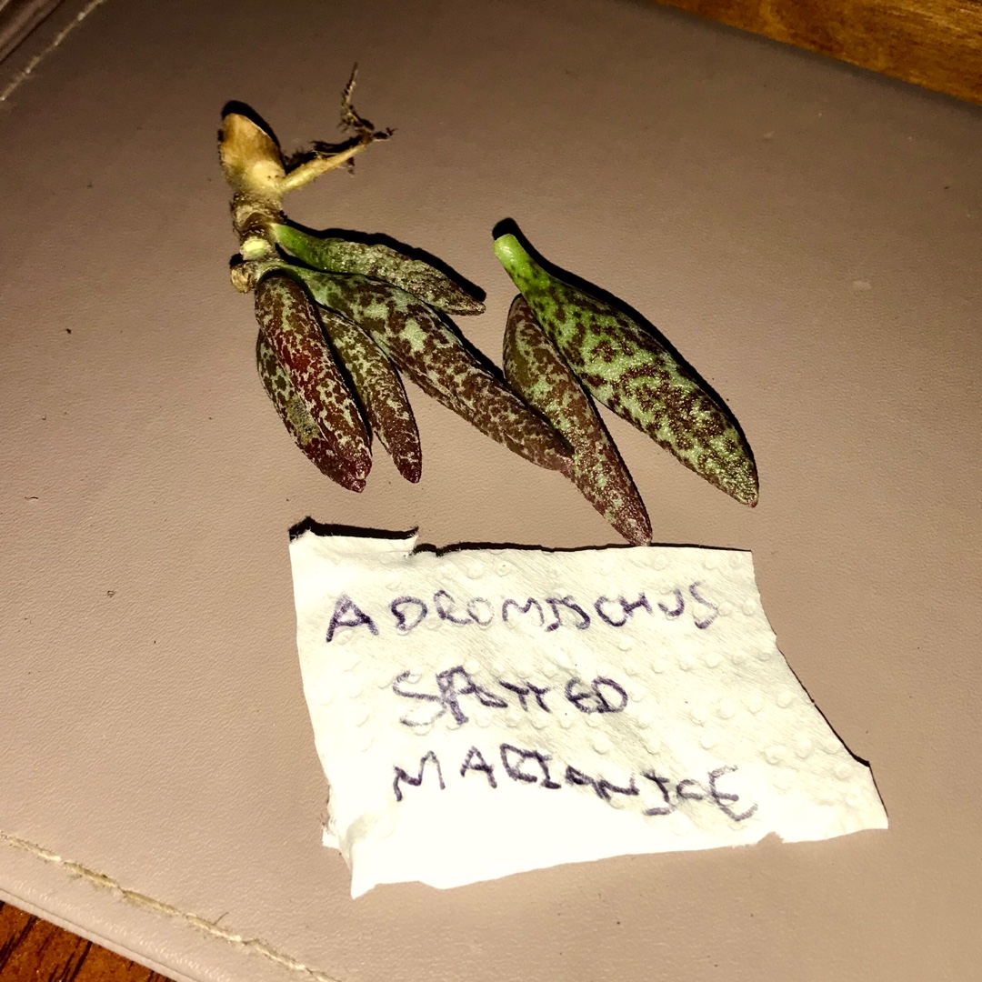 Adromischus Marianae var. Antidorcatum in the GardenTags plant encyclopedia Adromischus Antidorcatum in the GardenTags plant encyclopedia