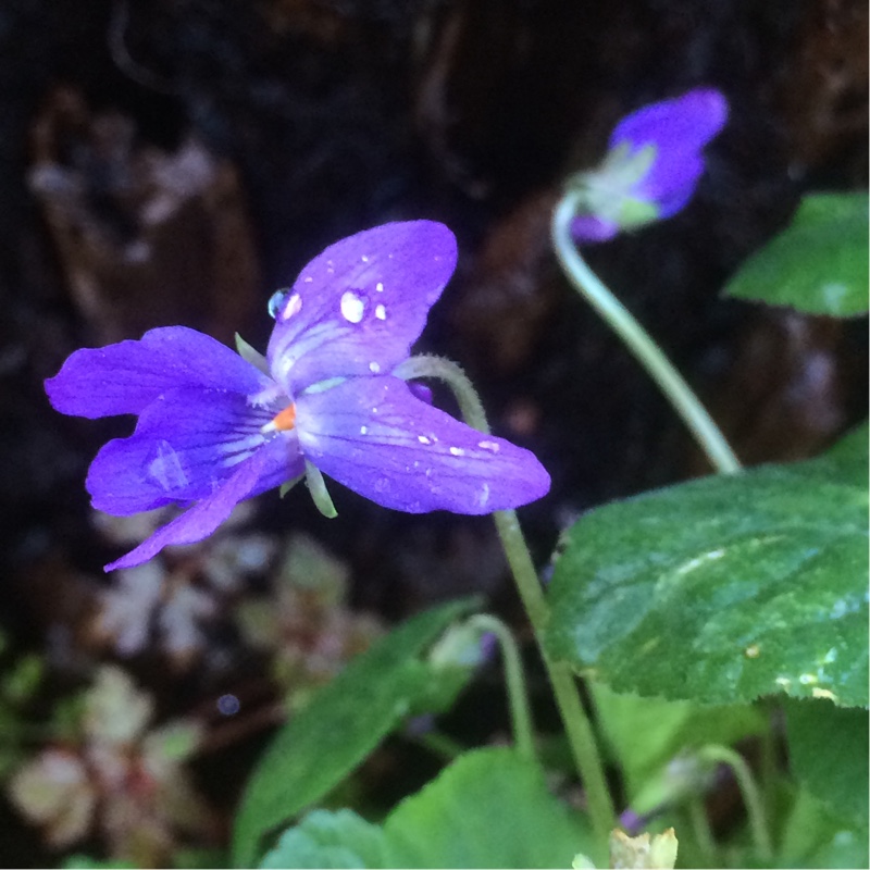 Viola odorata Konigin Charlotte in the GardenTags plant encyclopedia Sweet Violet Queen Charlotte in the GardenTags plant encyclopedia