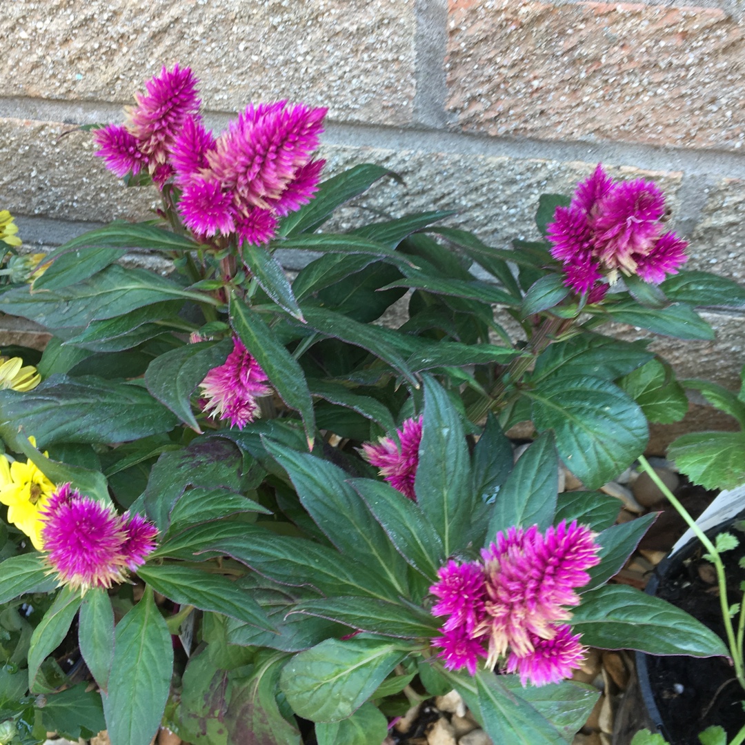 Celosia Deep Purple in the GardenTags plant encyclopedia Cockscomb Deep Purple in the GardenTags plant encyclopedia