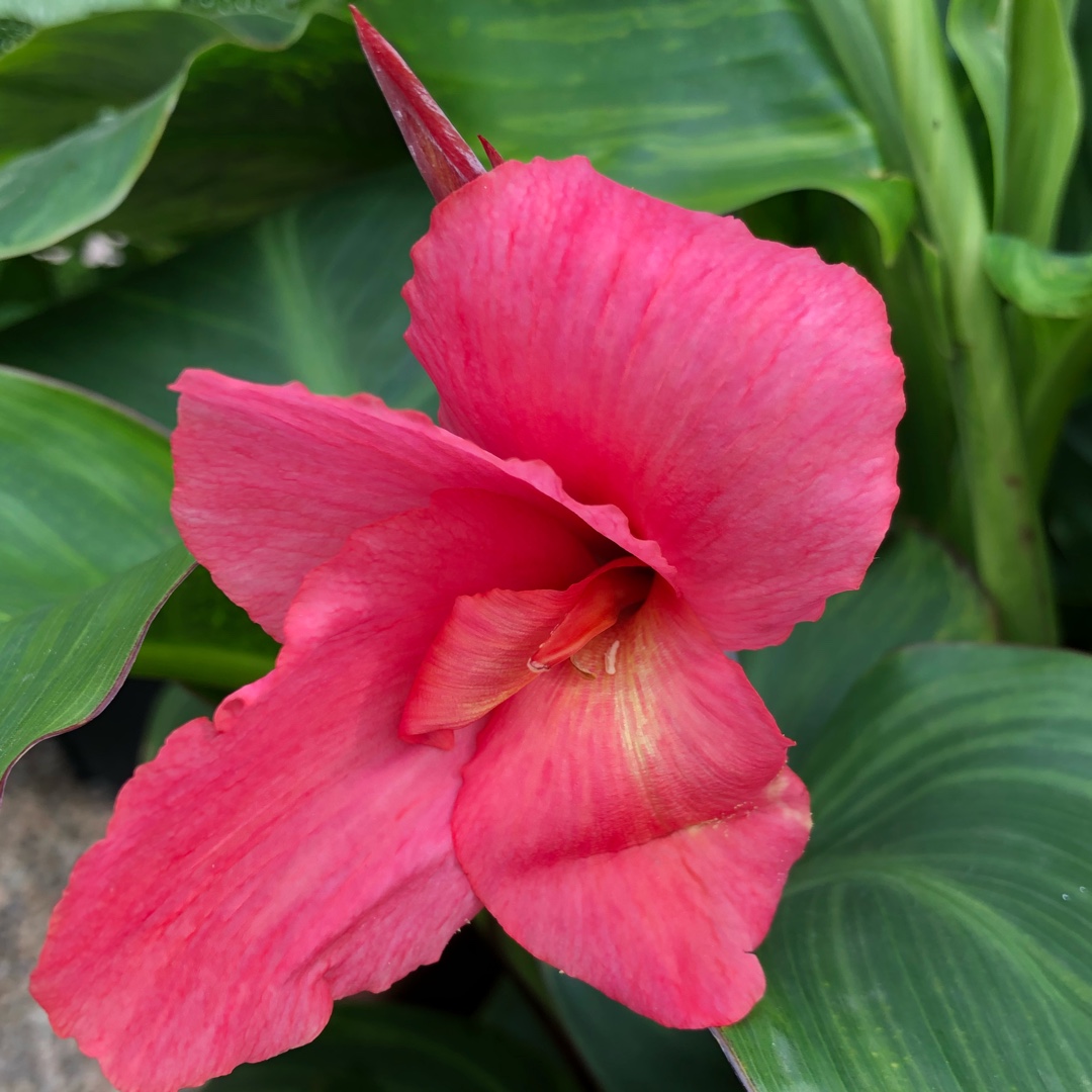 Canna Shell Pink syn. Canna Pfizers Shell Pink in the GardenTags plant encyclopedia Canna Shell Pink in the GardenTags plant encyclopedia