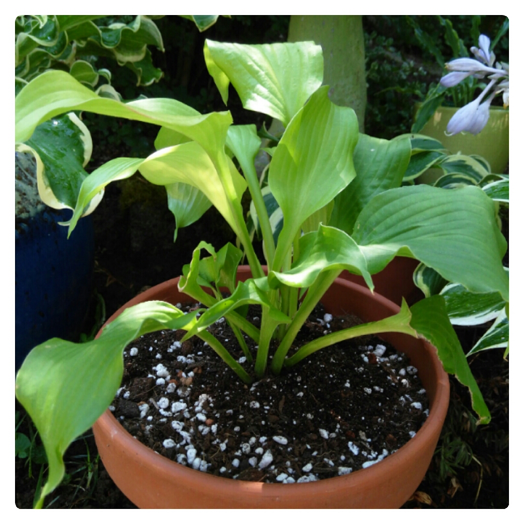 Hosta Dancing Queen in the GardenTags plant encyclopedia Plantain Lily Dancing Queen in the GardenTags plant encyclopedia